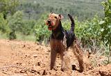 AIREDALE TERRIER 276